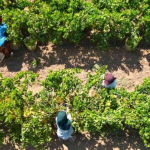 manisada hasadi basladi 1 milyon dekar alanda yetistiriliyor h4P2yP4D