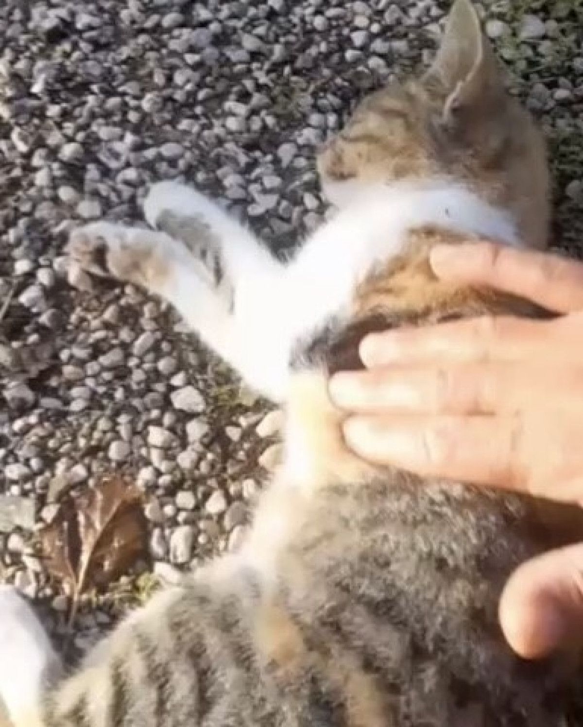 Kurtarılan Kedi Neye Benziyor