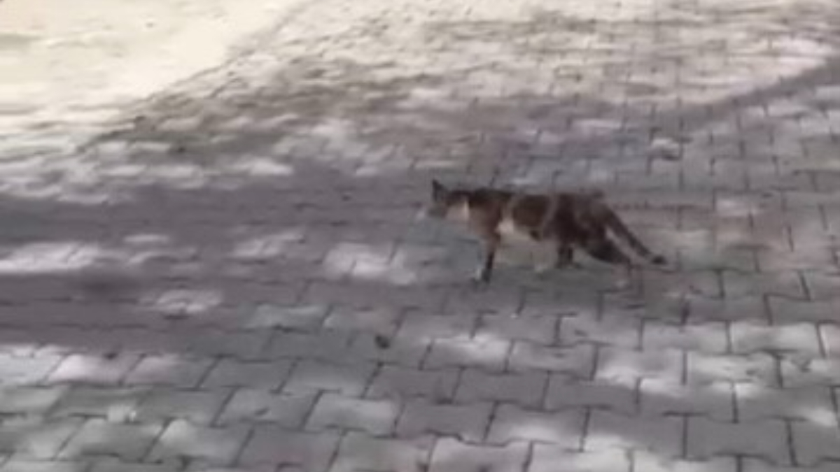 osmaniyede baygin yatan kediyi kalp masaji yaparak hayata dondurdu bUfwpBqc.jpg