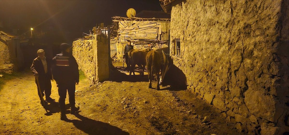 Jandarma, Kaybolan 22 Büyükbaş Hayvanı Sahiplerine Ulaştırdı